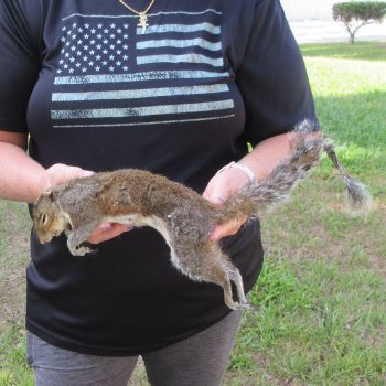  Preserved Full-Body Squirrel  <font color=red>Special Price </font> 