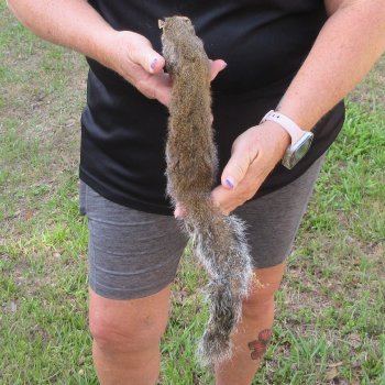  Preserved Full-Body Squirrel  <font color=red>Special Price </font> 