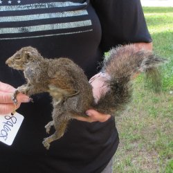  Preserved Full-Body Squirrel  <font color=red>Special Price </font> 