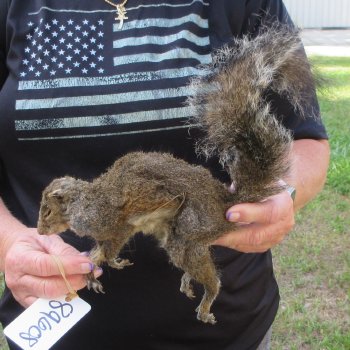  Preserved Full-Body Squirrel  <font color=red>Special Price </font> 