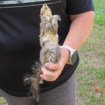  Preserved Full-Body Squirrel  <font color=red>Special Price </font> 