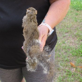  Preserved Full-Body Squirrel  <font color=red>Special Price </font> 