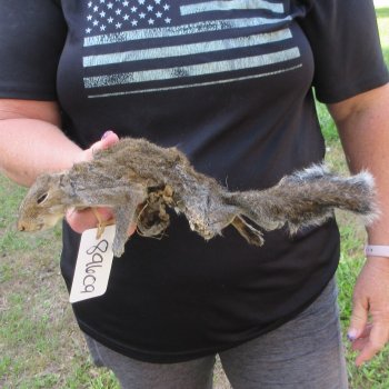  Preserved Full-Body Squirrel  <font color=red>Special Price </font> 