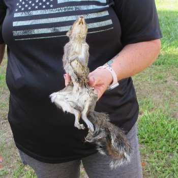  Preserved Full-Body Squirrel  <font color=red>Special Price </font> 