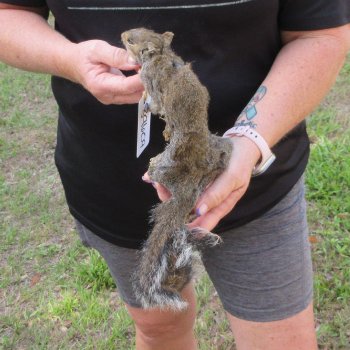  Preserved Full-Body Squirrel  <font color=red>Special Price </font> 