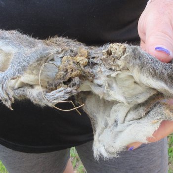  Preserved Full-Body Squirrel  <font color=red>Special Price </font> 