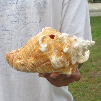 9" B-Grade Pink Conch