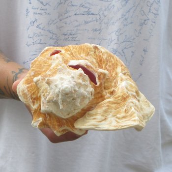 9" B-Grade Pink Conch