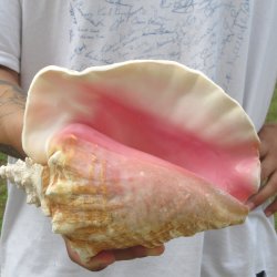 9" B-Grade Pink Conch