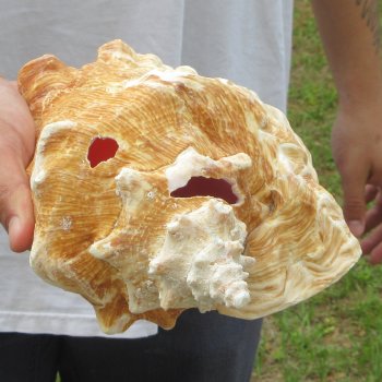 9" B-Grade Pink Conch