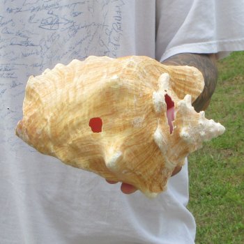 9" B-Grade Pink Conch