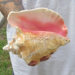 9" B-Grade Pink Conch