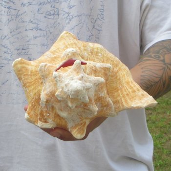 9" B-Grade Pink Conch