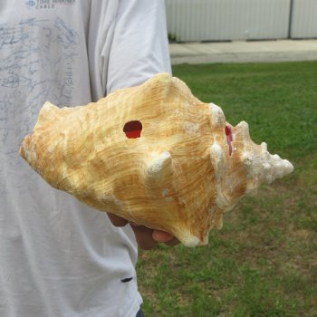 9" B-Grade Pink Conch