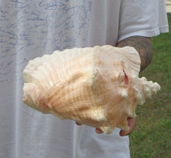 9" B-Grade Pink Conch