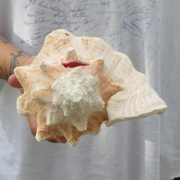 9" B-Grade Pink Conch