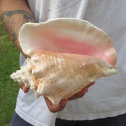 9" B-Grade Pink Conch