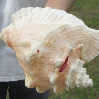 9" B-Grade Pink Conch
