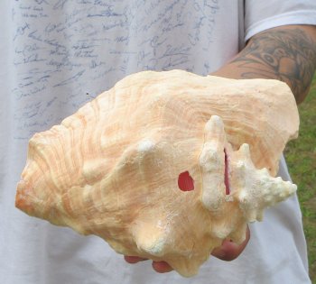 9" B-Grade Pink Conch