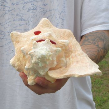 9" B-Grade Pink Conch