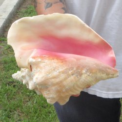 9" B-Grade Pink Conch