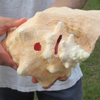 9" B-Grade Pink Conch