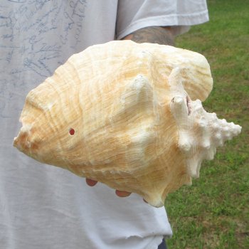 9" B-Grade Pink Conch