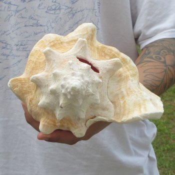 9" B-Grade Pink Conch