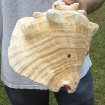 9" B-Grade Pink Conch