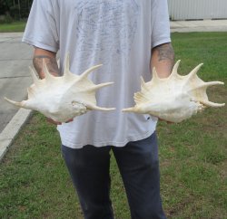 Two piece 13" Giant Spider Conch Shell 
