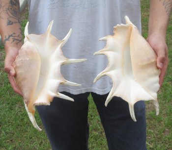 Two piece 13" Giant Spider Conch Shell 