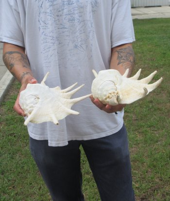Two piece 13" Giant Spider Conch Shell 
