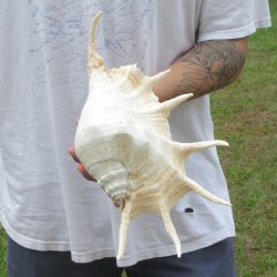  14" Giant Spider Conch 