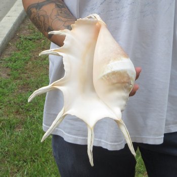  14" Giant Spider Conch 