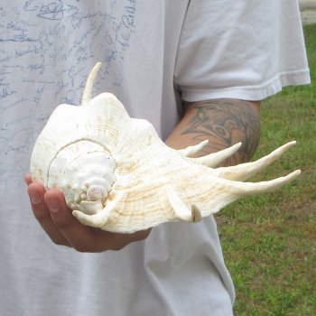  14" Giant Spider Conch 