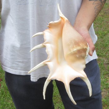  14" Giant Spider Conch 