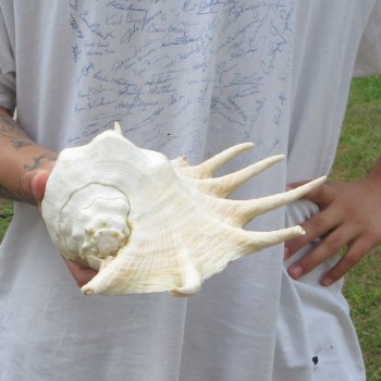 14" Giant Spider Conch 