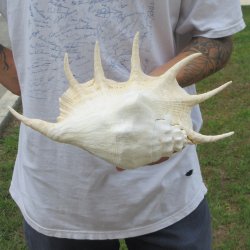  14" Giant Spider Conch 
