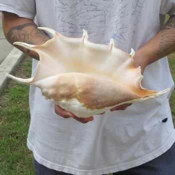  14" Giant Spider Conch 