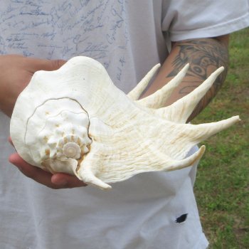  14" Giant Spider Conch 