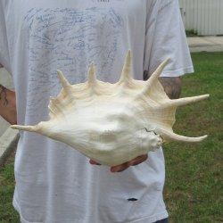  14" Giant Spider Conch 