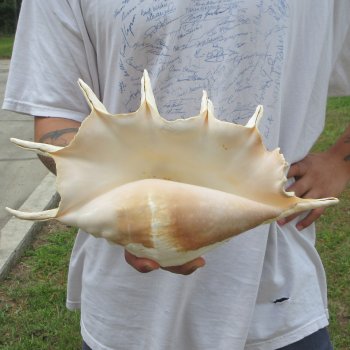 14" Giant Spider Conch 