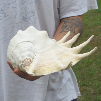  14" Giant Spider Conch 