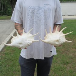 Two piece 13" Giant Spider Conch Shell 