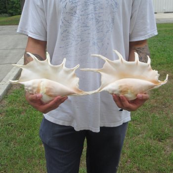 Two piece 13" Giant Spider Conch Shell 