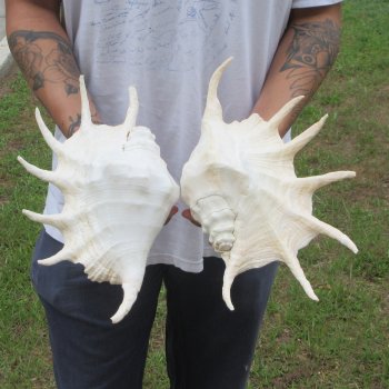 Two piece 13" Giant Spider Conch Shell 