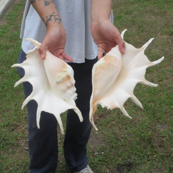 Two piece 13" Giant Spider Conch Shell 