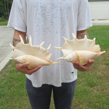 Two piece 13" Giant Spider Conch Shell 