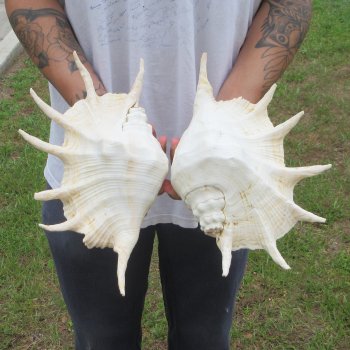 Two piece 13" Giant Spider Conch Shell 