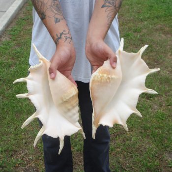 Two piece 13" Giant Spider Conch Shell 